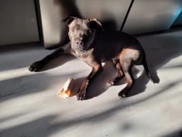 Staff/amstaff frågor